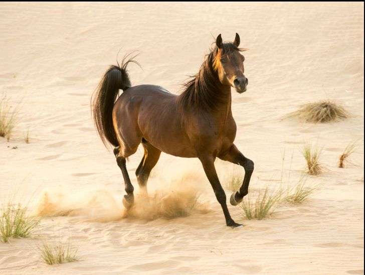 من الصحراء إلى المنصات العالمية.. الخيل العربي يعكس عمق التراث السعودي