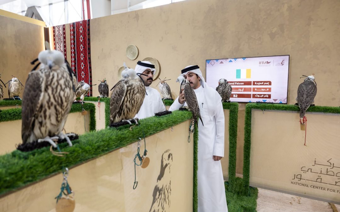 مكاسب الأعوام السابقة تدفع مزرعة إيرلندية للمشاركة بـ 200 صقر في المزاد الدولي لمزارع إنتاج الصقور