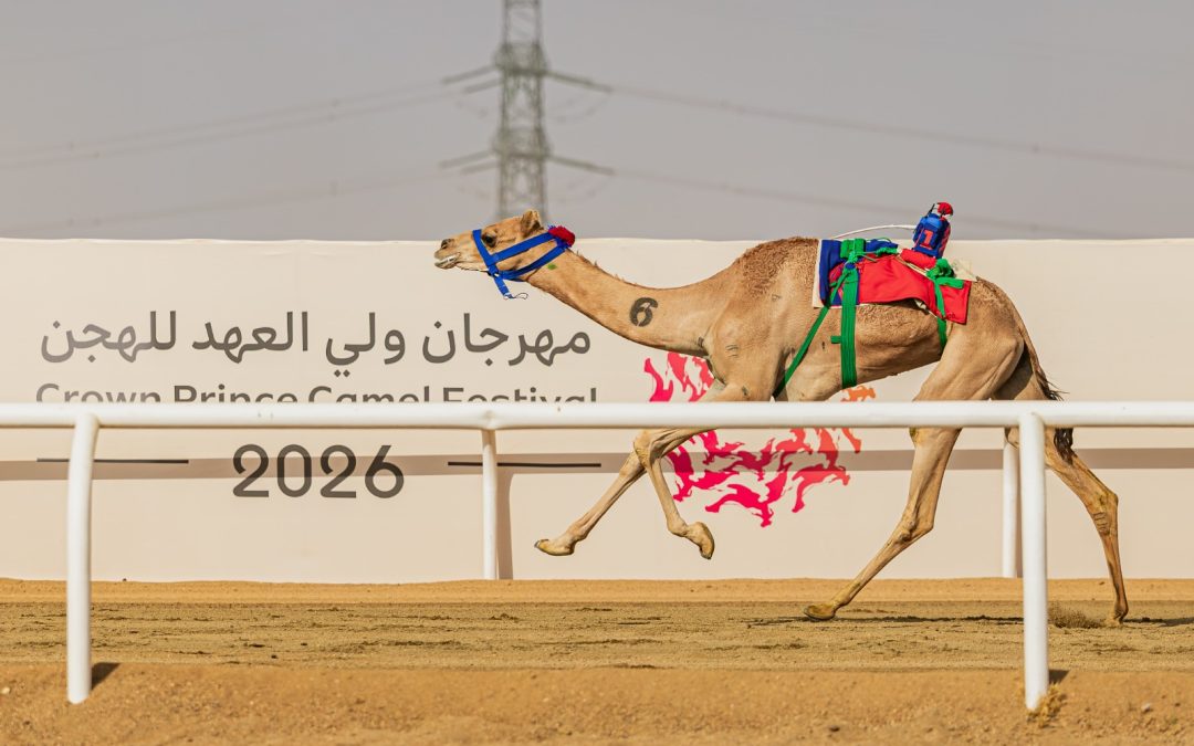 Al Haboob Taking Positives from Crown Prince Camel Festival in Bid for Successful Season